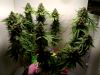 Animal Cookies (������ �� XSEEDS)