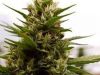 X-Grow Mapito Chronic, AK47, Blue Dream, G13 Haze