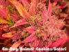 Em-Dog/Animal Cookies/Satori �������