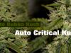 ����_Auto Bubba Kush_Auto Critical Kush