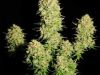 Xseeds Video, Chronic, terra, xseeds.