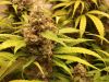 Purple Kush �� XSEEDS (�����)