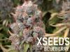 BLUEBERRY �����������