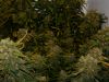 ���� �� XSEEDS (Auto BUBBA KUSH/Auto Critical KUSH)
