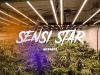 Sensi Star / xseeds