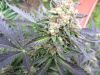 Mk Ultra �� XSEEDS