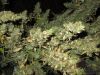 JILLY BEAN ��������: Space Queen X Orange Skunk 