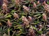 MK-Ultra (������ ������) �� XSEEDS