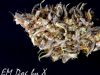 Em-Dog SEEDBANK XSEEDS