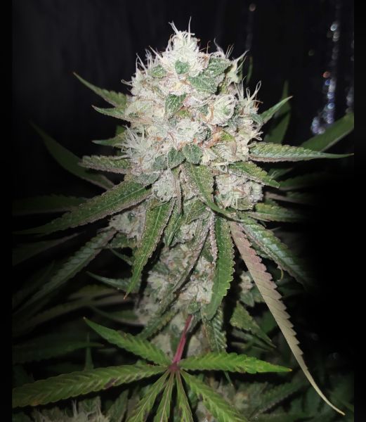 Экспресс Original Bruce Banner #3