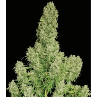 White Russian