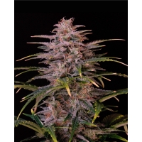 Auto HALK XL