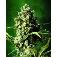 Auto Chronic