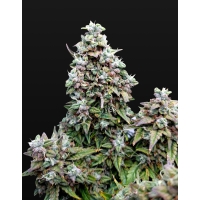 Auto Skywalker 