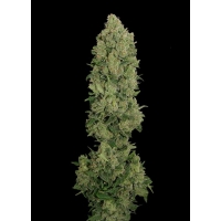 Auto N.Y.C Diesel