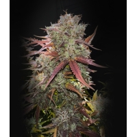 Auto Stardawg