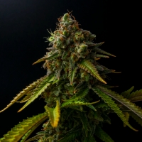 MK-Ultra