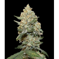 Auto Mary Poppins