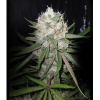 �������� Original Bruce Banner #3