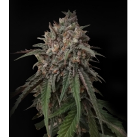 �������� Critical kush