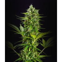 Auto Tangie