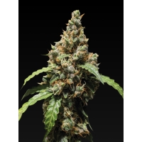 Auto Black Jack 