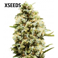 Auto Critical Kush