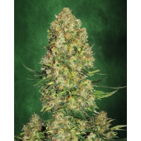Auto AK 47