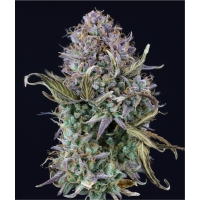 Auto OG KUSH