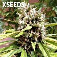  Auto Blueberry 