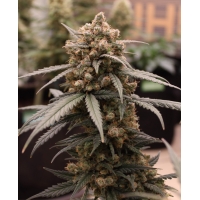 Auto Gelato