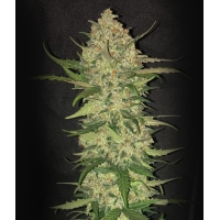 Auto Mokums Tulip