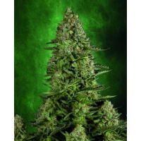 Auto White Killer
