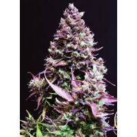 Auto Cream Caramel