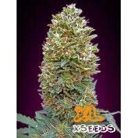 Auto Bubble Gum XL