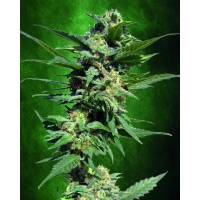 Auto Big devil