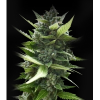 Auto White Russian