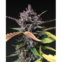 Auto Purple Punch