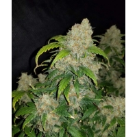 Auto Skittles