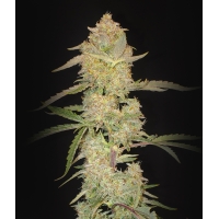Auto Sherbet