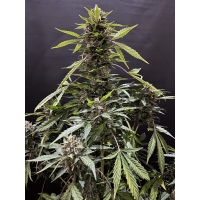 Auto Magnum