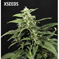Auto Amnesia