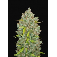 Auto Bubble Gum