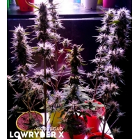 Lowryder(X)