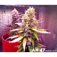 �� 47