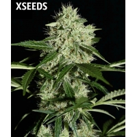  Auto Northern light