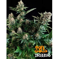 Auto White Widow